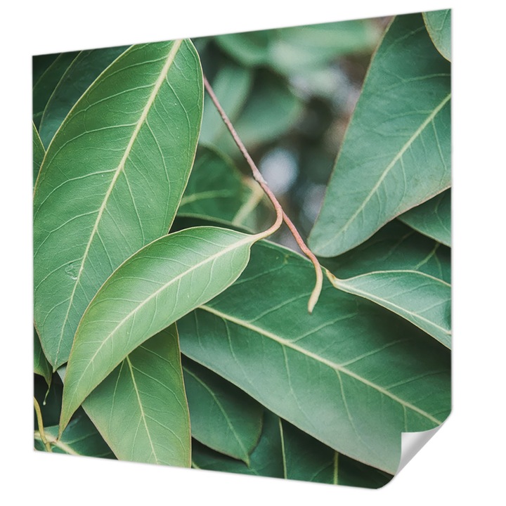Öntapadós Tapéta Falra, Wallfluent, Zöld levelek, Zöld, 250 x 250 cm, Könnyen Tisztítható, Nedvességálló, 010170060030000284889
