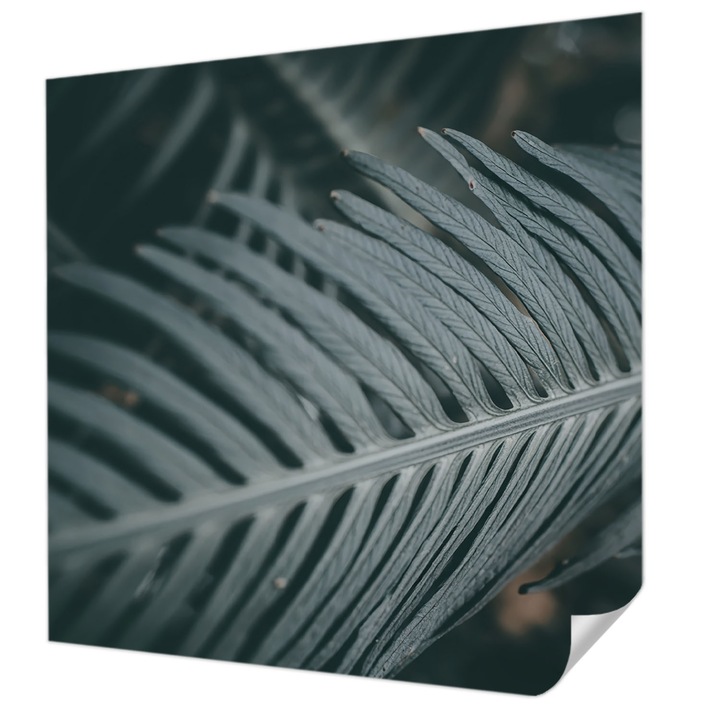 Öntapadós Tapéta Falra, Wallfluent, Zöld levél, Zöld, 250 x 250 cm, Klasszikus, Könnyen Felszerelhető, 010170060030000284893