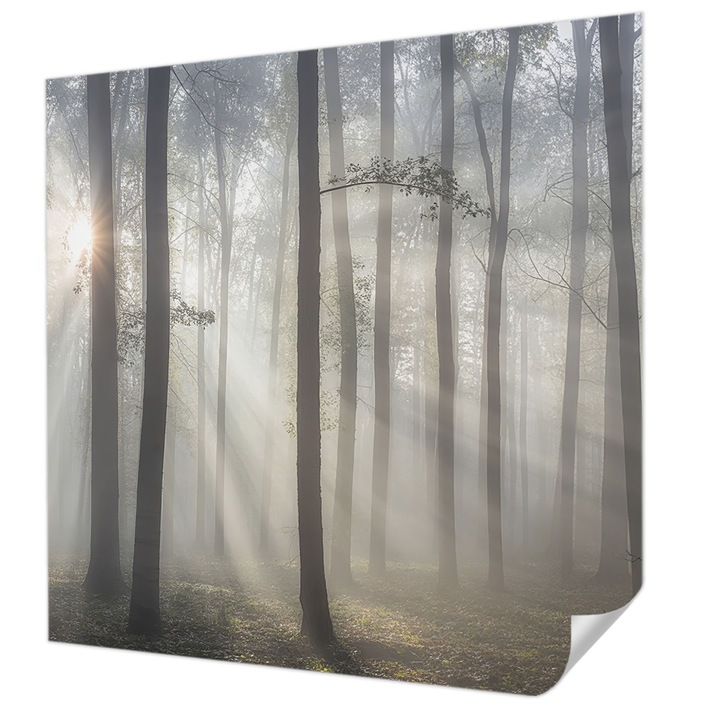 Öntapadós Tapéta Fali Dekoráció, Wallfluent, Éteri Erdő, Szürke, 250 x 250 cm, Modern Dizájn, Könnyen Felszerelhető És Tisztítható, 010170060030000285070