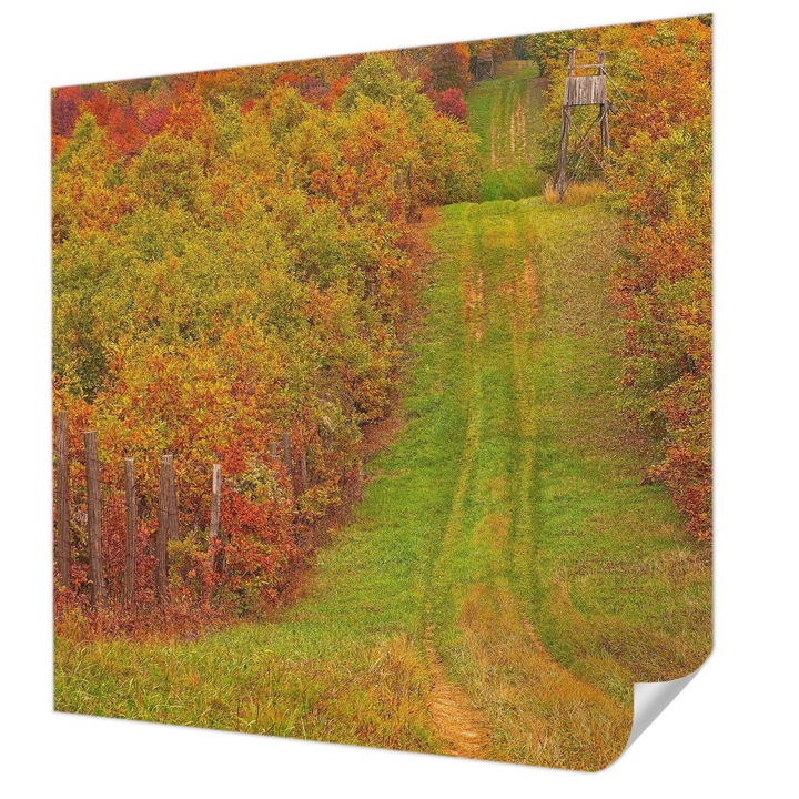 Öntapadós Tapéta Falra, Wallfluent, Őszi színek, Zöld, 250 x 250 cm, Nappaliba, Konyhába, 010170060030000000374