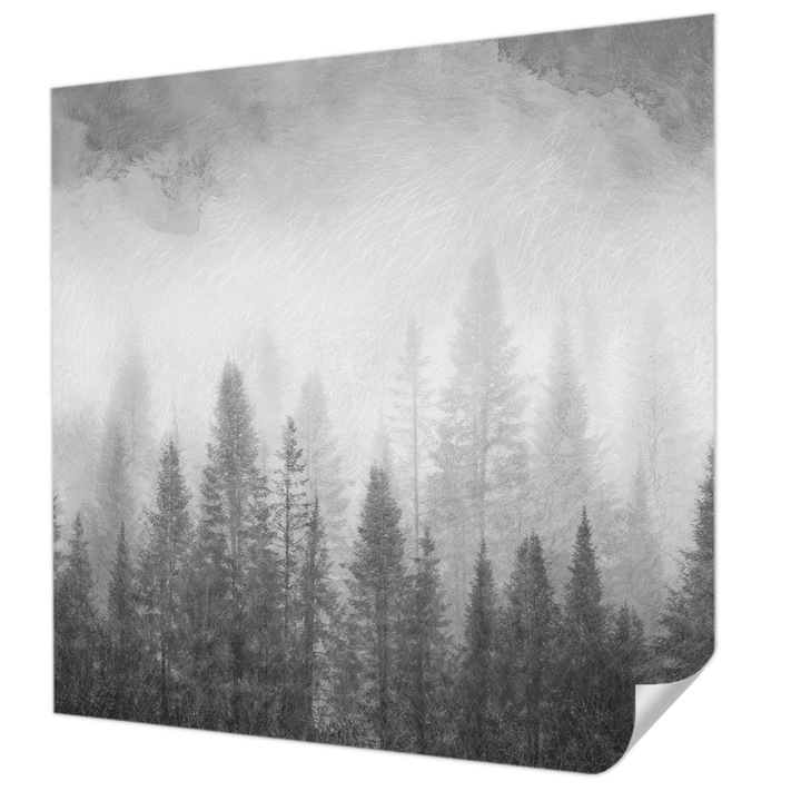 Öntapadós Tapéta Falra, Wallfluent, Erdei köd, Fekete és fehér, 250 x 250 cm, Könnyen Tisztítható, Nedvességálló, 010170060030000285329
