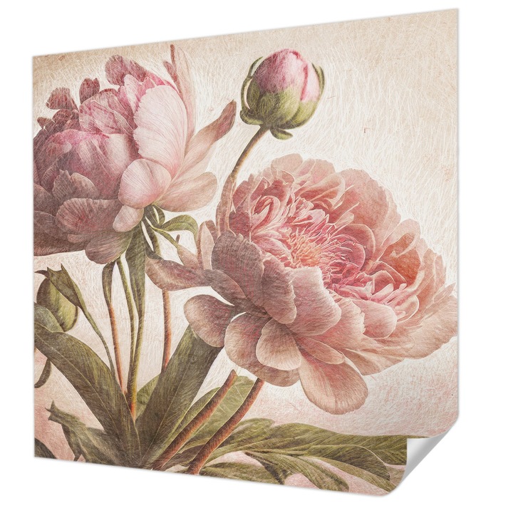 Öntapadós Fotótapéta Falra, Wallfluent, Finom pünkösdi rózsák, Rózsaszín, 250 x 250 cm, Klasszikus, Könnyen Felszerelhető, 010170060030000285343