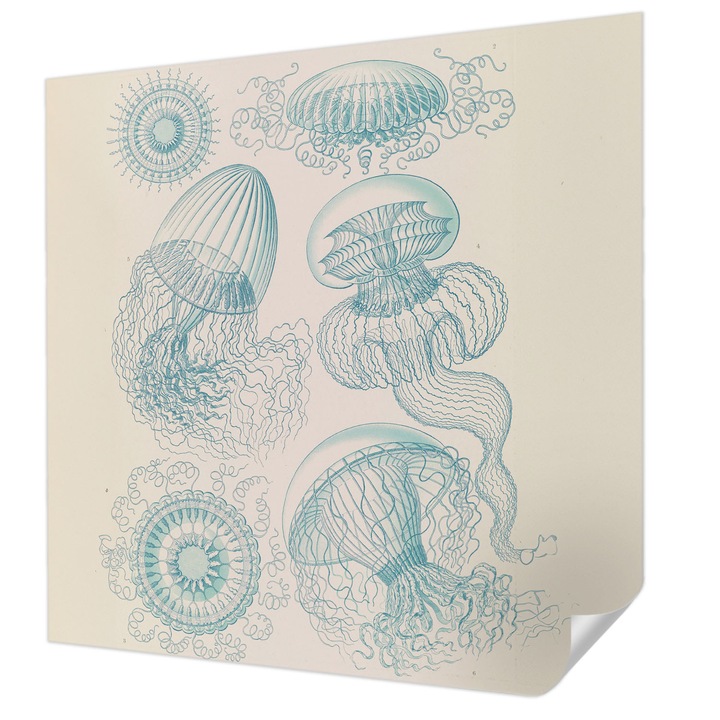 Öntapadós Fotótapéta Falra, Wallfluent, Tengeri medúza, Fehér, 250 x 250 cm, Klasszikus, Könnyen Felszerelhető, 010170060030000285374