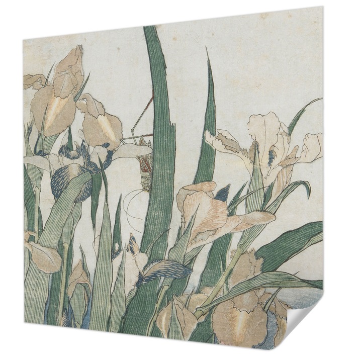 Öntapadós Fotótapéta Falra, Wallfluent, Finom íriszek, Fehér, 250 x 250 cm, Klasszikus, Könnyen Felszerelhető, 010170060030000285410