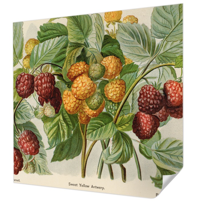 Öntapadós Tapéta Falra, Wallfluent, Klasszikus málna, Zöld, 250 x 250 cm, Modern Dizájn, Könnyen Felszerelhető És Tisztítható, 010170060030000285420