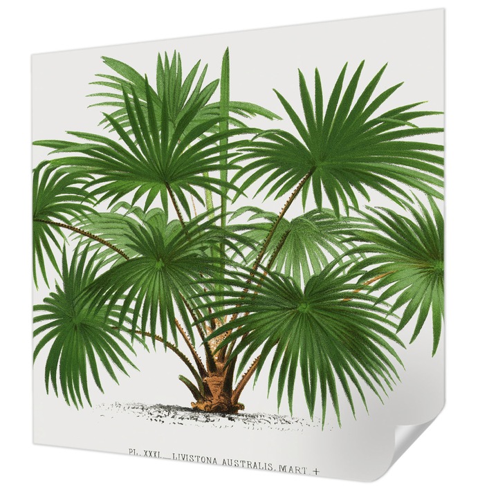 Öntapadós Fotótapéta Falra, Wallfluent, Egzotikus minta, Zöld, 250 x 250 cm, Előszobába, Hálószobába, 010170060030000285433