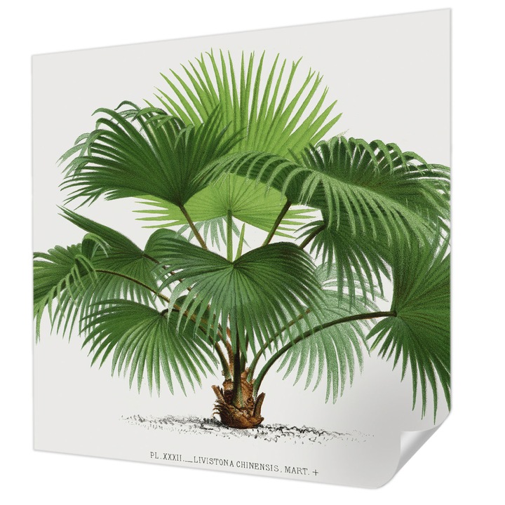 Öntapadós Fotótapéta Falra, Wallfluent, Egzotikus pálmafa, Zöld, 250 x 250 cm, Nappaliba, Konyhába, 010170060030000285432