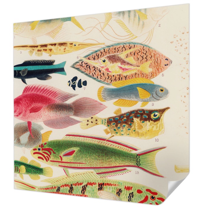 Öntapadós Dekor Tapéta, Wallfluent, Színes halak, Bézs, 250 x 250 cm, Erős Ragasztó, Modern Belsőépítészeti Dekoráció, 010170060030000285437