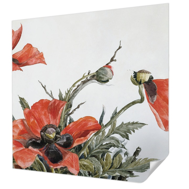 Öntapadós Fotótapéta Falra, Wallfluent, Piros pipacsok, Piros, 250 x 250 cm, Előszobába, Hálószobába, 010170060030000285465