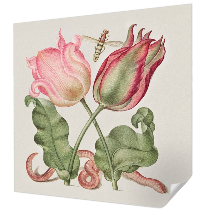 Öntapadós Tapéta Fali Dekoráció, Wallfluent, Tulipán szépség, Krémszín, 250 x 250 cm, Nappaliba, Konyhába, 010170060030000285482