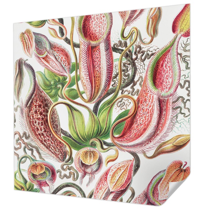 Öntapadós Fotótapéta Falra, Wallfluent, Növény részletei, Zöld, 250 x 250 cm, Erős Ragasztó, Modern Belsőépítészeti Dekoráció, 010170060030000285493