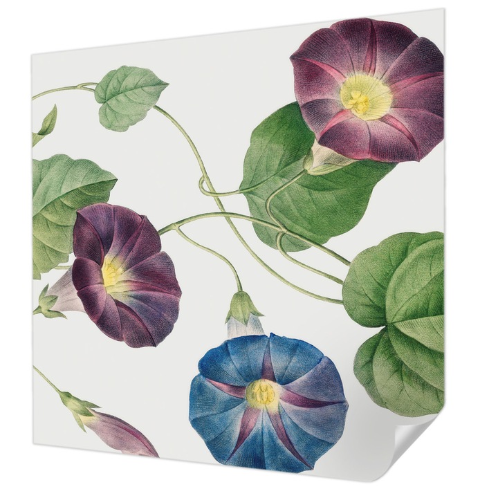 Öntapadós Fotótapéta Falra, Wallfluent, Florisztikai elegancia, Fekete, 250 x 250 cm, Nappaliba, Konyhába, 010170060030000285498