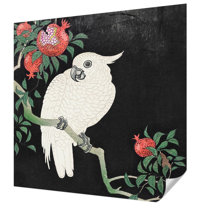 Öntapadós Tapéta Falra, Wallfluent, Gránátalma papagáj, Fekete, 250 x 250 cm, Erős Ragasztó, Modern Belsőépítészeti Dekoráció, 010170060030000285519