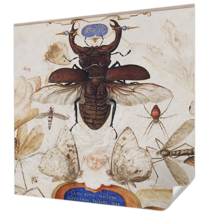 Öntapadós Tapéta Falra, Wallfluent, Természetes harmónia, Fehér, 250 x 250 cm, Előszobába, Hálószobába, 010170060030000285585