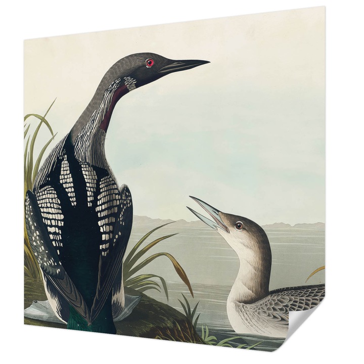 Öntapadós Dekor Tapéta, Wallfluent, Madarak a víz felett, Fekete, 250 x 250 cm, Klasszikus, Könnyen Felszerelhető, 010170060030000285600