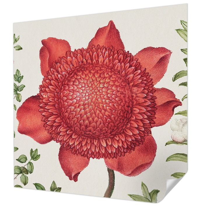 Öntapadós Tapéta Fali Dekoráció, Wallfluent, Virágos elegancia, Piros, 250 x 250 cm, Modern Dizájn, Könnyen Felszerelhető És Tisztítható, 010170060030000285606