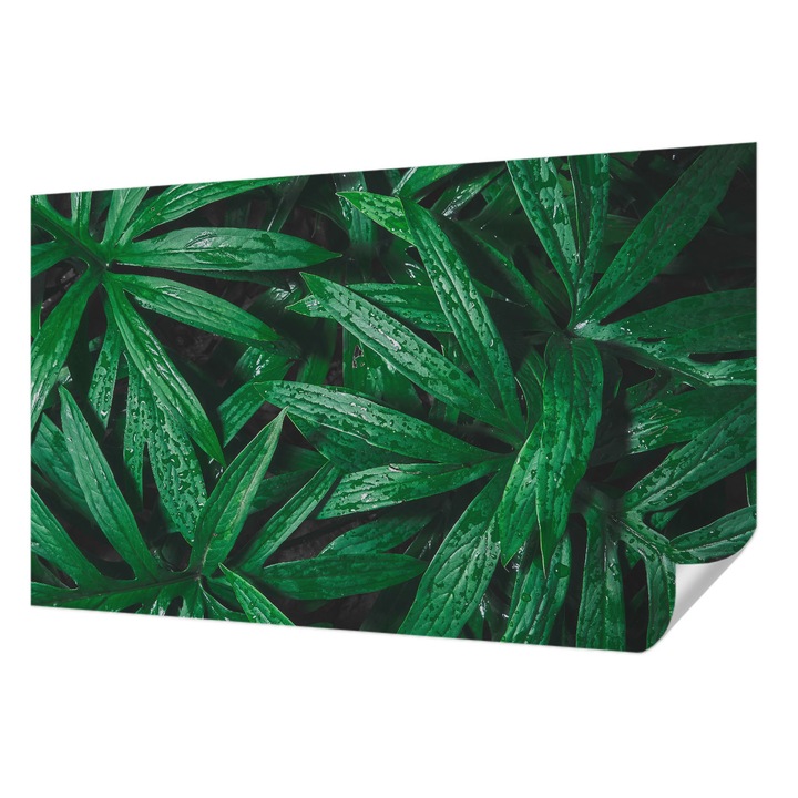 Öntapadós Dekor Tapéta, Wallfluent, Természetes növényzet, Zöld, 416 x 254 cm, Nappaliba, Konyhába, 010170060070000077396