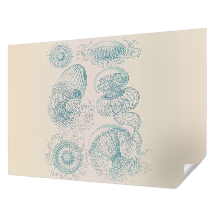 Tapet Autocolant De Perete, Wallfluent, Meduzele de mare, Alb, 208 x 146 cm, Pentru Living, Birou, Hol, 010170060950000285374