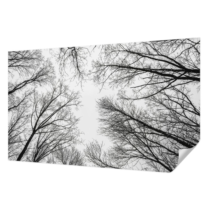 Öntapadós Tapéta Falra, Wallfluent, Csupasz ágak, Fekete és fehér, 416 x 254 cm, Dekoráció, Klasszikus, 010170060070000282714