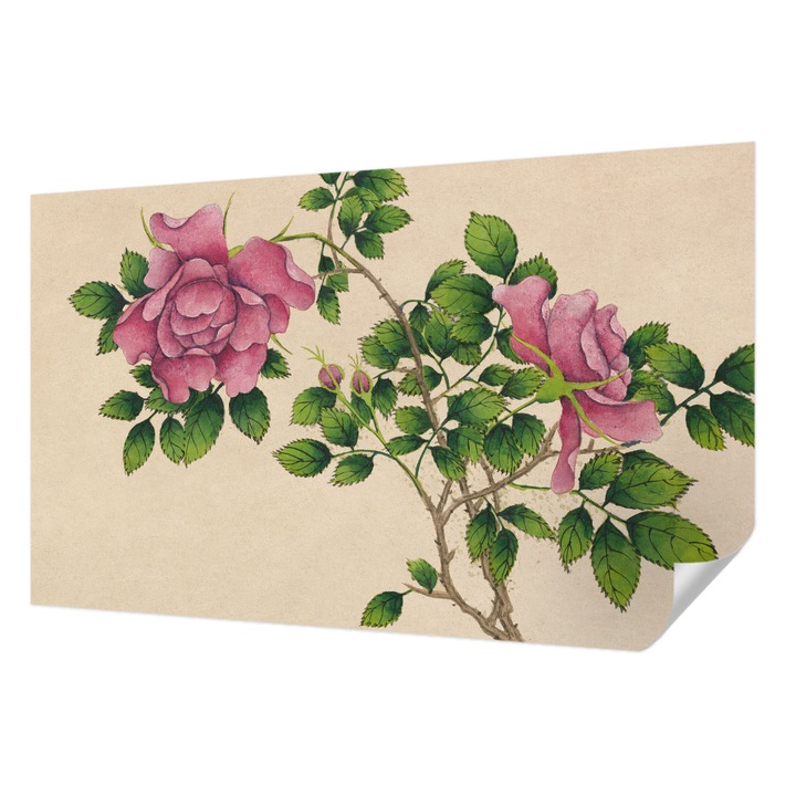 Öntapadós Fotótapéta Falra, Wallfluent, Romantikus rózsák, Bézs, 416 x 254 cm, Modern Dizájn, Könnyen Felszerelhető És Tisztítható, 010170060070000282721