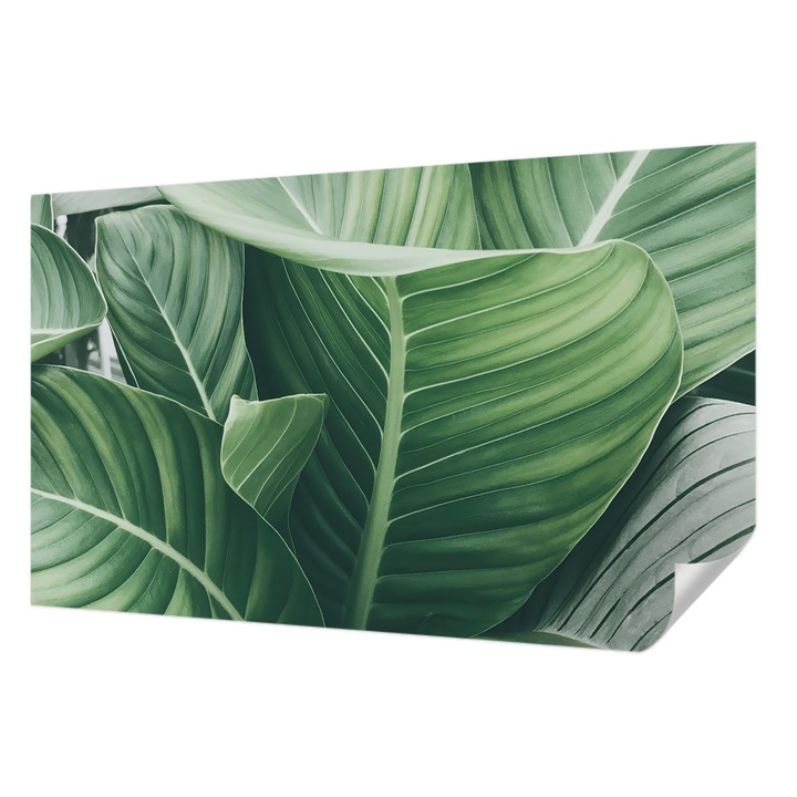 Öntapadós Fotótapéta Falra, Wallfluent, Zöld béke, Zöld, 416 x 254 cm, Előszobába, Hálószobába, 010170060070000284773