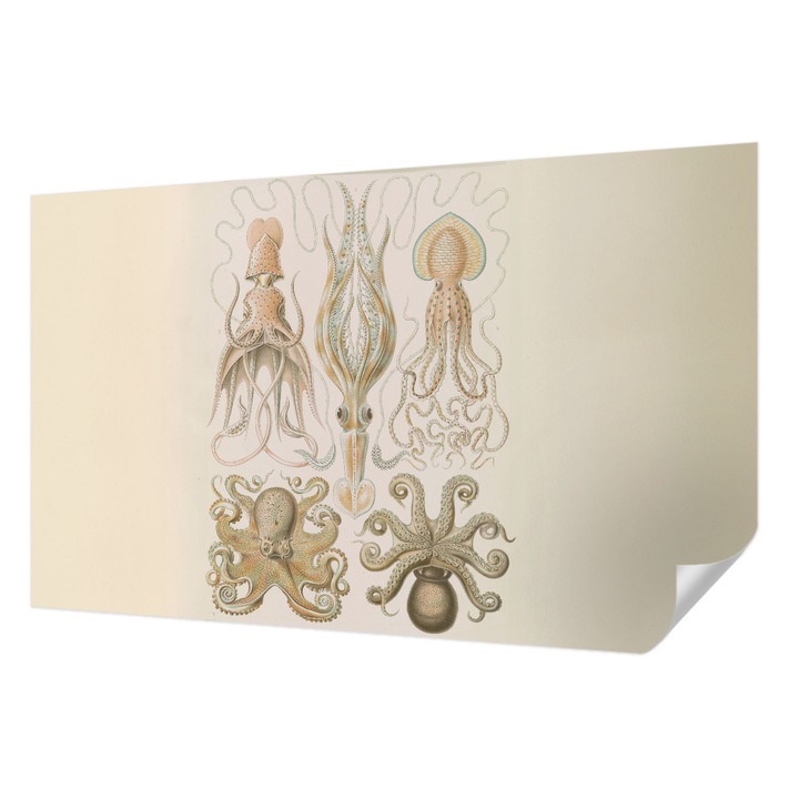 Öntapadós Fotótapéta Falra, Wallfluent, Tengeri élővilág, Bézs, 416 x 254 cm, Nappaliba, Konyhába, 010170060070000285376