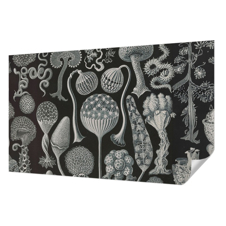 Tapet Textil Autocolant, Wallfluent, Plante magice, Negru, 416 x 254 cm, Pentru Interior, Usor De Curatat, 010170060070000285378