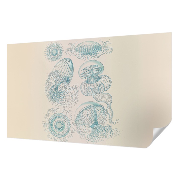 Öntapadós Fotótapéta Falra, Wallfluent, Tengeri medúza, Fehér, 416 x 254 cm, Klasszikus, Könnyen Felszerelhető, 010170060070000285374