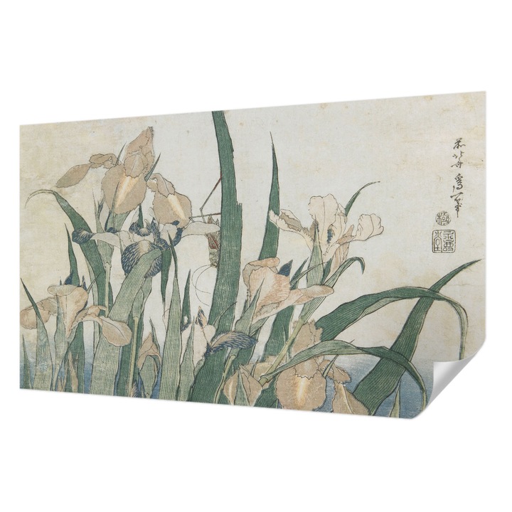 Öntapadós Fotótapéta Falra, Wallfluent, Finom íriszek, Fehér, 416 x 254 cm, Klasszikus, Könnyen Felszerelhető, 010170060070000285410