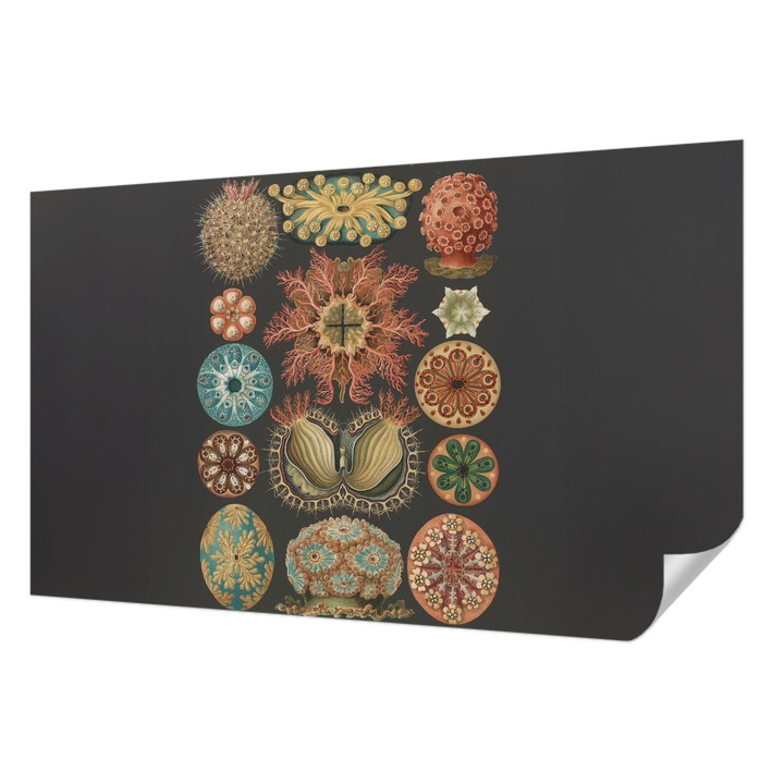 Öntapadós Tapéta Fali Dekoráció, Wallfluent, Tengeri inspirációk, Fekete, 416 x 254 cm, Modern Dizájn, Könnyen Felszerelhető És Tisztítható, 010170060070000285381