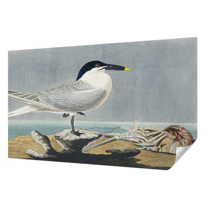 Öntapadós Dekor Tapéta, Wallfluent, Madártani elegancia, Szürke, 416 x 254 cm, Előszobába, Hálószobába, 010170060070000285272