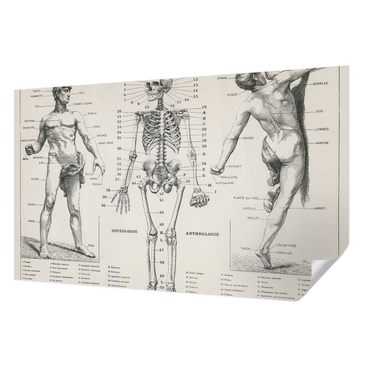 Fali Fotótapéta Autocolant, Wallfluent, Anatomia clasica, Negru, 416 x 254 cm, Pentru Interior, Usor De Curatat, 010170060070000285427
