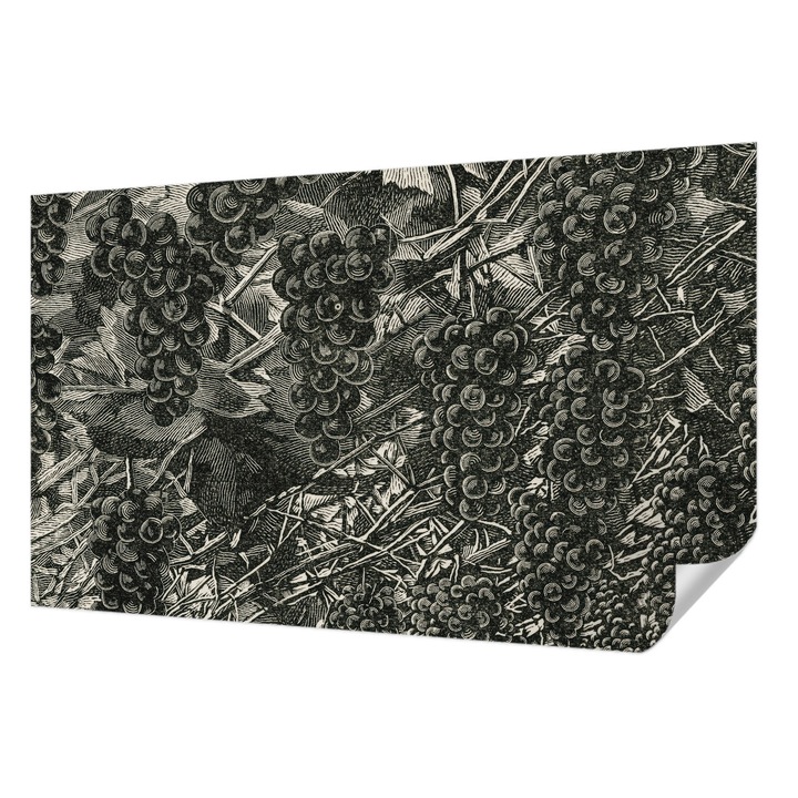 Fali Fotótapéta Autodeziv, Wallfluent, Imprimeu de struguri, Multicolor, 416 x 254 cm, Pentru Interior, Usor De Curatat, 010170060070000285418