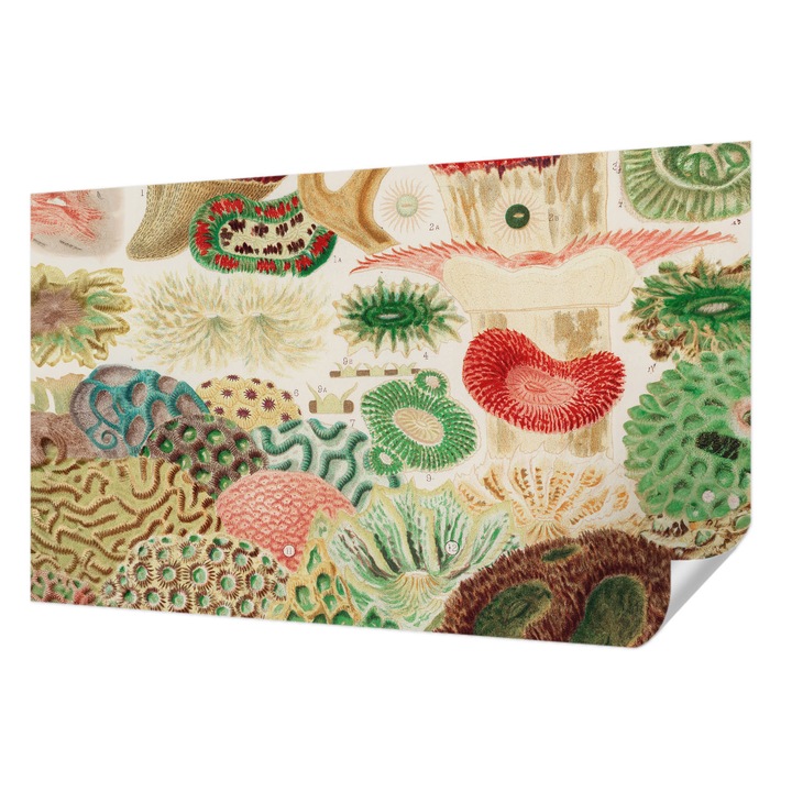 Öntapadós Dekor Tapéta, Wallfluent, Organikus formák, Zöld, 416 x 254 cm, Modern Dizájn, Könnyen Felszerelhető És Tisztítható, 010170060070000285436