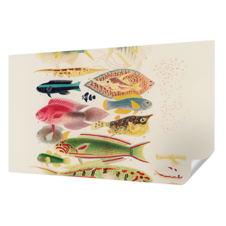 Öntapadós Dekor Tapéta, Wallfluent, Színes halak, Bézs, 416 x 254 cm, Erős Ragasztó, Modern Belsőépítészeti Dekoráció, 010170060070000285437