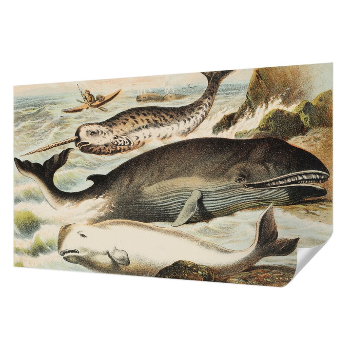 Öntapadós Tapéta Falra, Wallfluent, Tengeri óriások, Fehér, 416 x 254 cm, Fali Dekoráció, Nedvesség- És Foltálló, 010170060070000285450