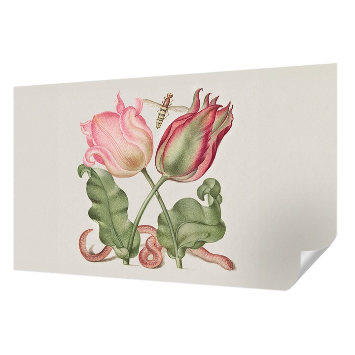 Öntapadós Tapéta Fali Dekoráció, Wallfluent, Tulipán szépség, Krémszín, 416 x 254 cm, Nappaliba, Konyhába, 010170060070000285482