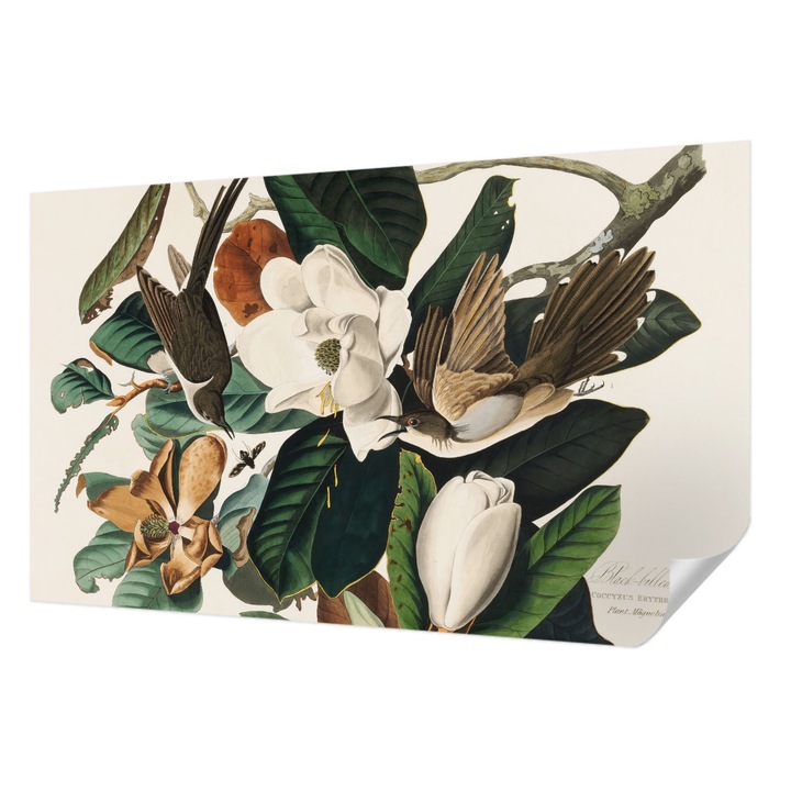 Öntapadós Dekor Tapéta, Wallfluent, Madarak magnóliák, Zöld, 416 x 254 cm, Előszobába, Hálószobába, 010170060070000285473