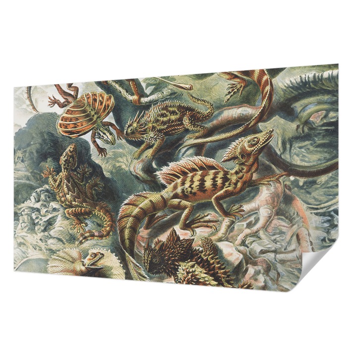 Öntapadós Fotótapéta Falra, Wallfluent, Egzotikus hüllők, Fekete, 416 x 254 cm, Klasszikus, Könnyen Felszerelhető, 010170060070000285495