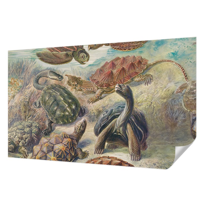 Öntapadós Fotótapéta Falra, Wallfluent, Teknős fauna, Zöld, 416 x 254 cm, Előszobába, Hálószobába, 010170060070000285496