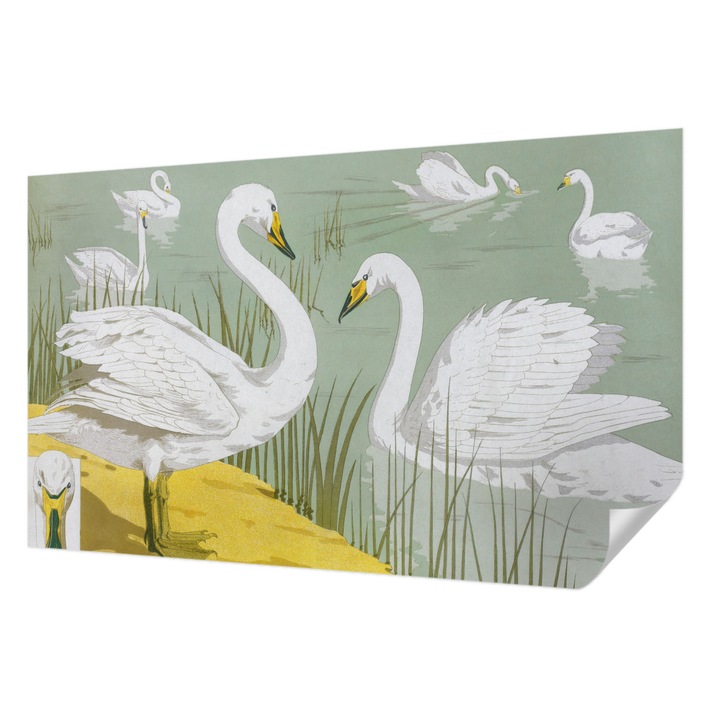 Öntapadós Dekor Tapéta, Wallfluent, Hattyúk tava, Fehér, 416 x 254 cm, Fali Dekoráció, Nedvesség- És Foltálló, 010170060070000285500