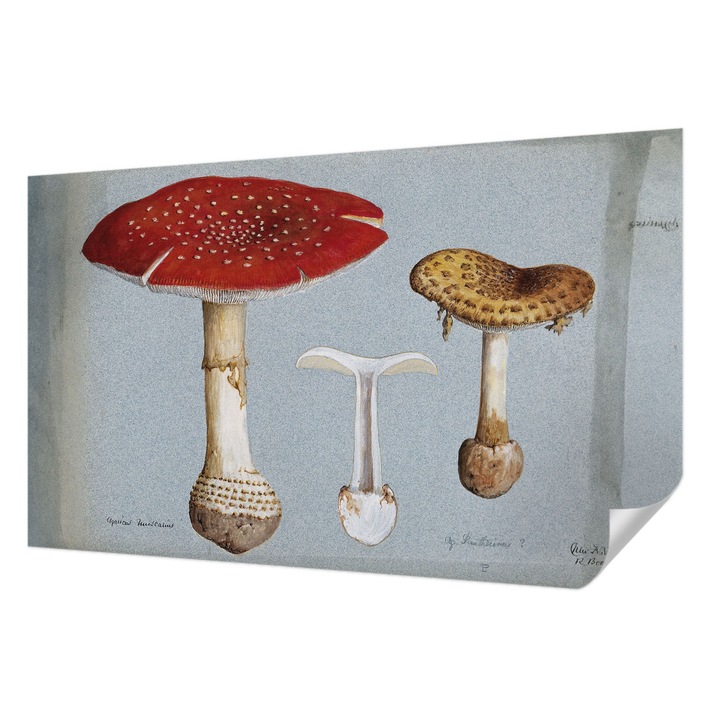 Fali Fotótapéta Autocolant, Wallfluent, Gravuri cu ciuperci, Gri, 416 x 254 cm, Pentru Sufragerie, Dormitor, 010170060070000285507