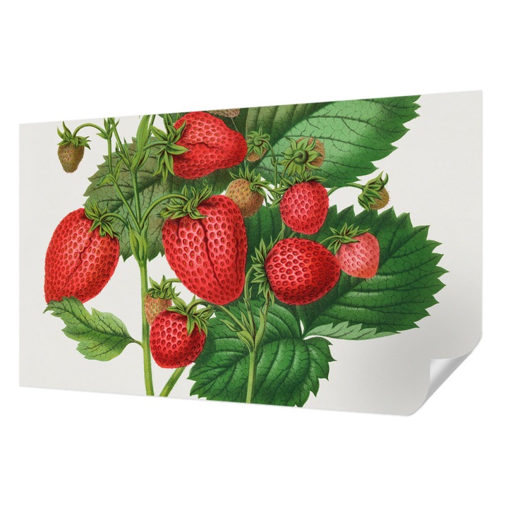 Fali Fotótapéta Autocolant, Wallfluent, Fructe de vara, Verde, 416 x 254 cm, Pentru Living, Birou, Hol, 010170060070000285513