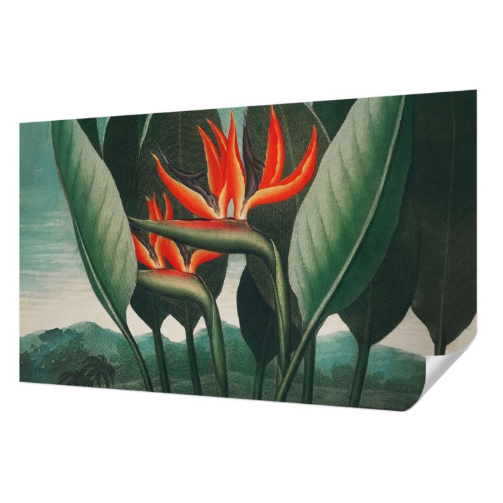 Öntapadós Tapéta Falra, Wallfluent, Egzotikus virágok, Zöld, 416 x 254 cm, Könnyen Tisztítható, Nedvességálló, 010170060070000031714