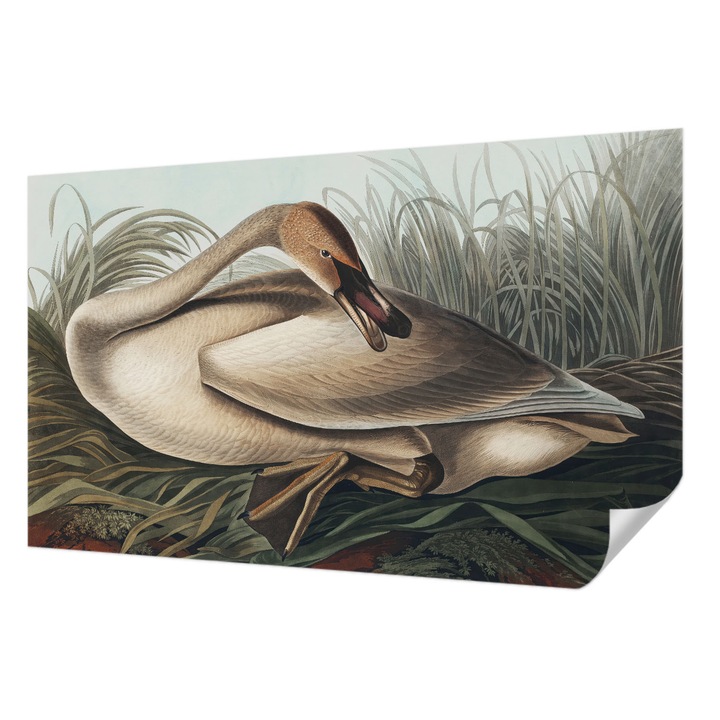 Öntapadós Dekor Tapéta, Wallfluent, Természetes madár, Barna, 416 x 254 cm, Modern Dizájn, Könnyen Felszerelhető És Tisztítható, 010170060070000285598