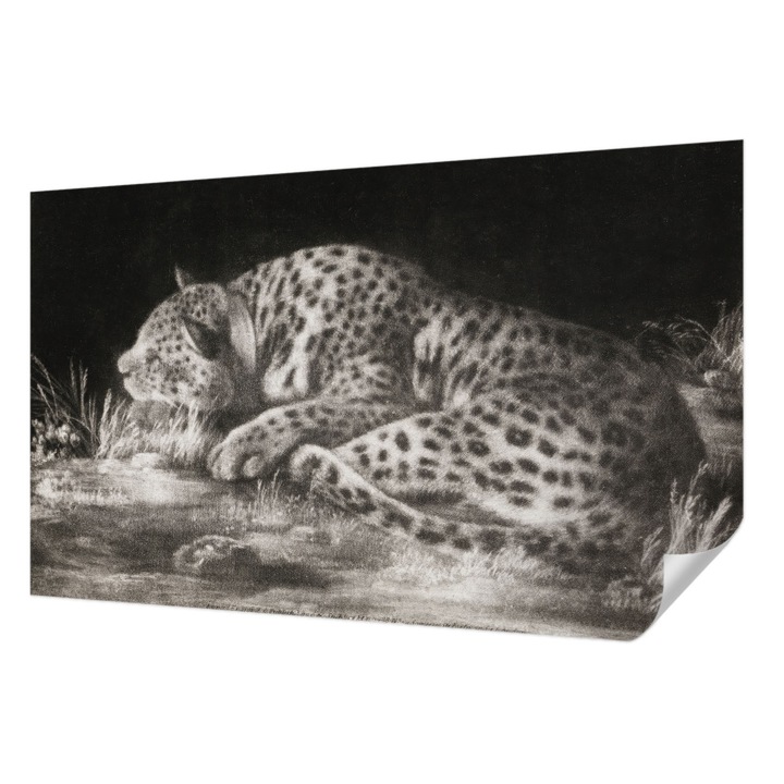 Öntapadós Tapéta Fali Dekoráció, Wallfluent, Leopárd pihen, Fekete és fehér, 416 x 254 cm, Előszobába, Hálószobába, 010170060070000285648