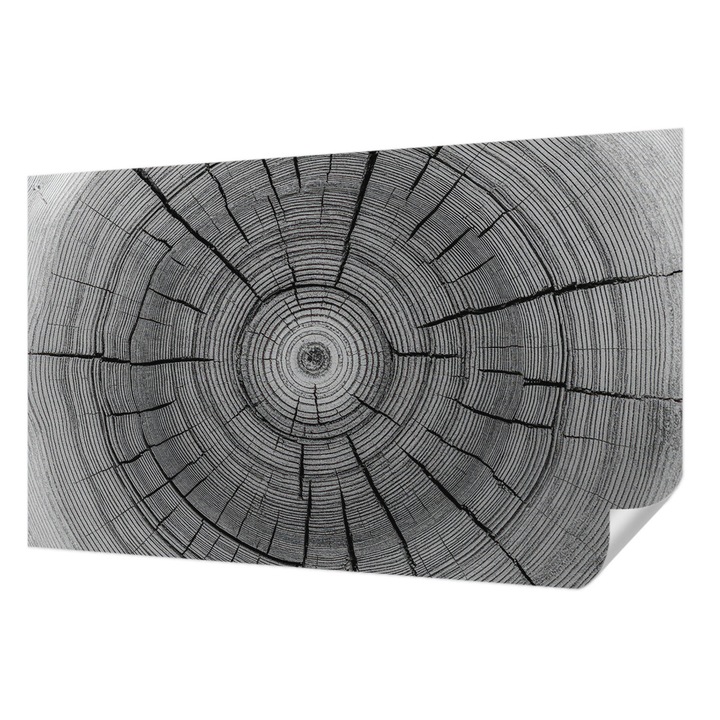 Öntapadós Tapéta Falra, Wallfluent, Erdő harmóniája, Fekete és fehér, 416 x 254 cm, Könnyen Tisztítható, Nedvességálló, 010170060070000285011