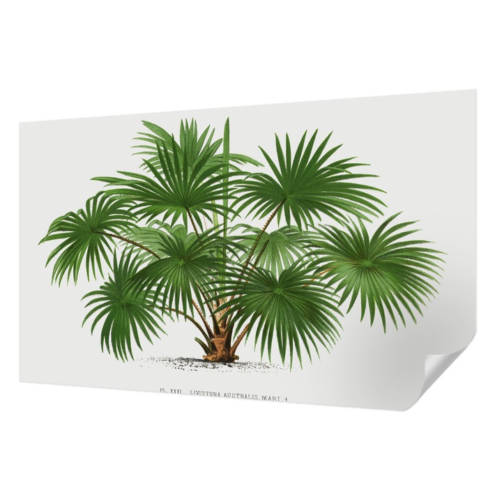 Öntapadós Fotótapéta Falra, Wallfluent, Egzotikus minta, Zöld, 416 x 254 cm, Előszobába, Hálószobába, 010170060070000285433