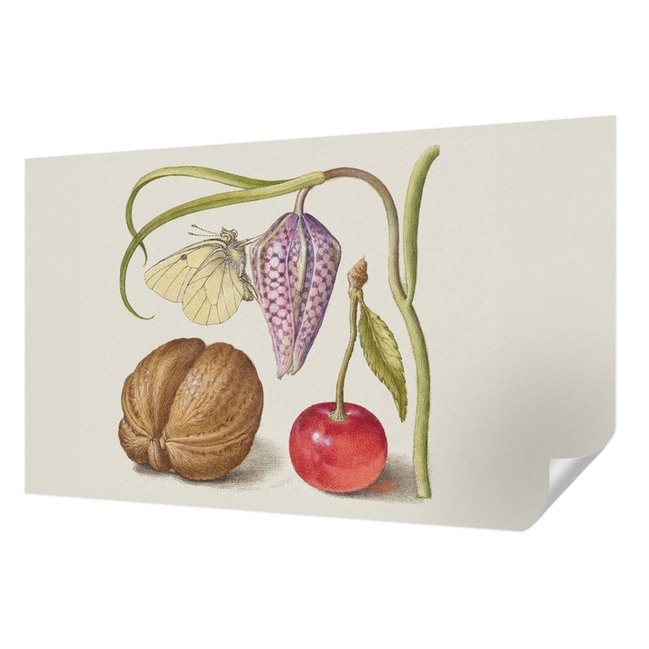 Öntapadós Tapéta Falra, Wallfluent, Pillangó növény, Krémszín, 416 x 254 cm, Fali Dekoráció, Nedvesség- És Foltálló, 010170060070000285483