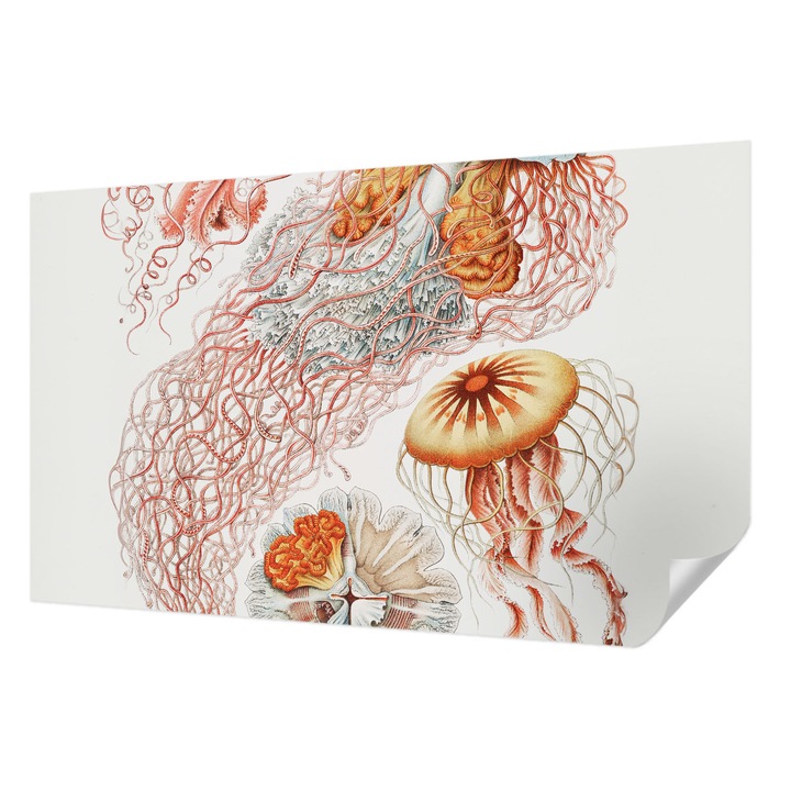 Öntapadós Fotótapéta Falra, Wallfluent, Díszes medúza, Piros, 416 x 254 cm, Dekoráció, Erős Ragasztó, 010170060070000285494